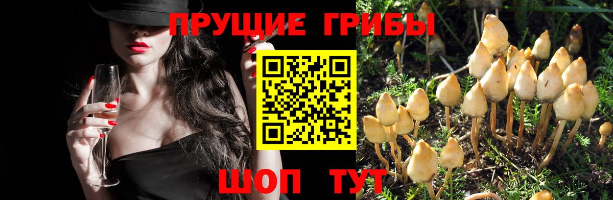 Псилоцибиновые грибы мицелий  Вход с VPN  купить закладку  Королёв 